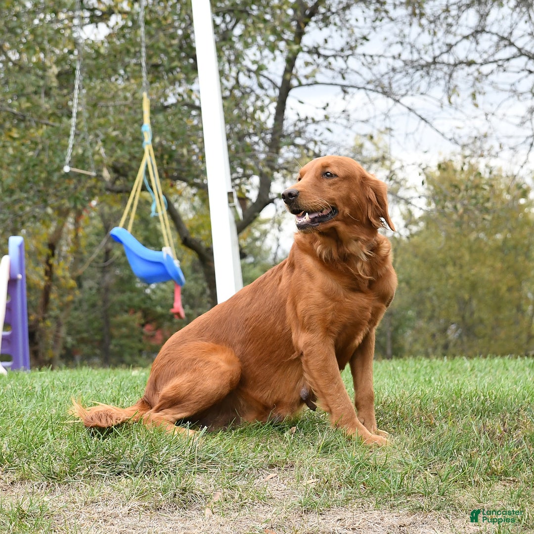 Golden Retriever dogs for sale: Tiki - Ad 1