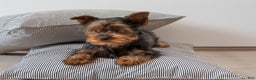 Yorkshire Terrier dogs for sale: Sparky - Ad 3
