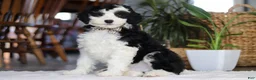 Sheepadoodle dogs for sale: Thumper - Ad 1