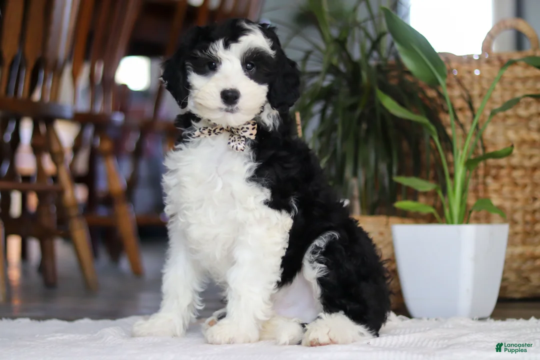 Sheepadoodle dogs for sale: Thumper - Ad 1