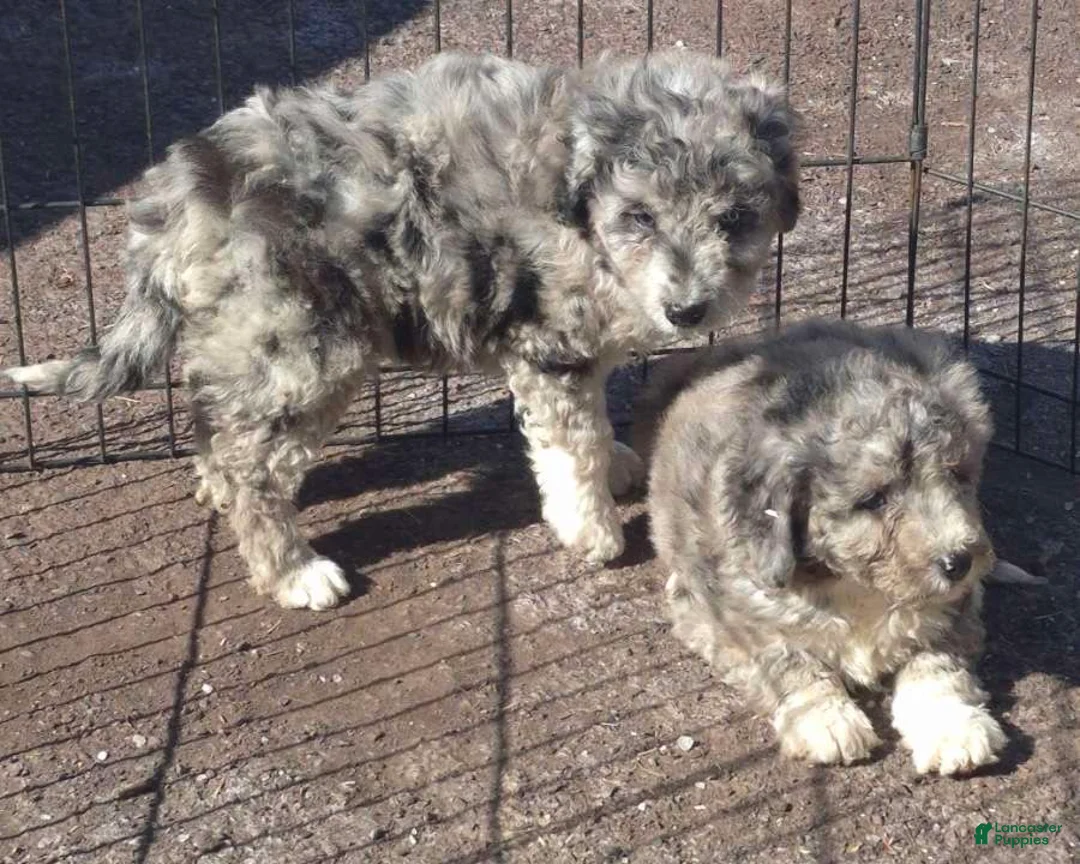 Mini Bernedoodle dogs for sale: Mini Bernedoodle Puppy 1 - Ad 7