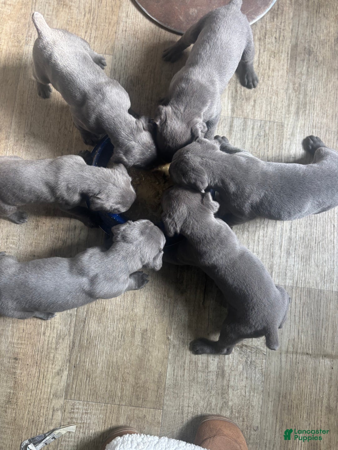 Cane Corso dogs for sale: Shila  - Ad 2