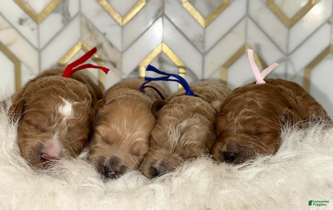 Goldendoodle dogs for sale: Red boy - Ad 4