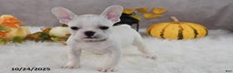 French Bulldog dogs for sale: Wrenlee - Ad 9