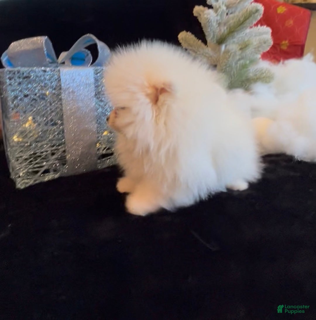 Pomeranian dogs for sale: Tom AKC Registered full rights  - Ad 26