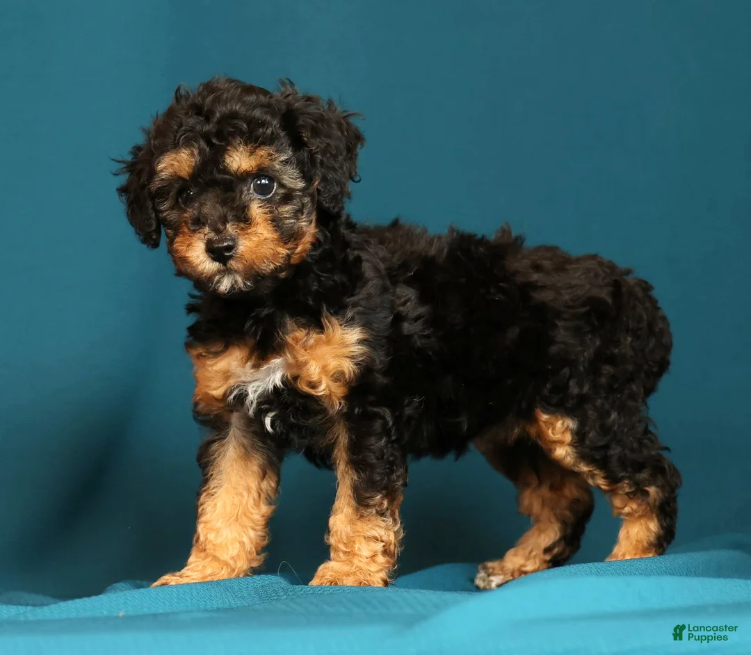 Miniature Poodle dogs for sale: Callie - Ad 1