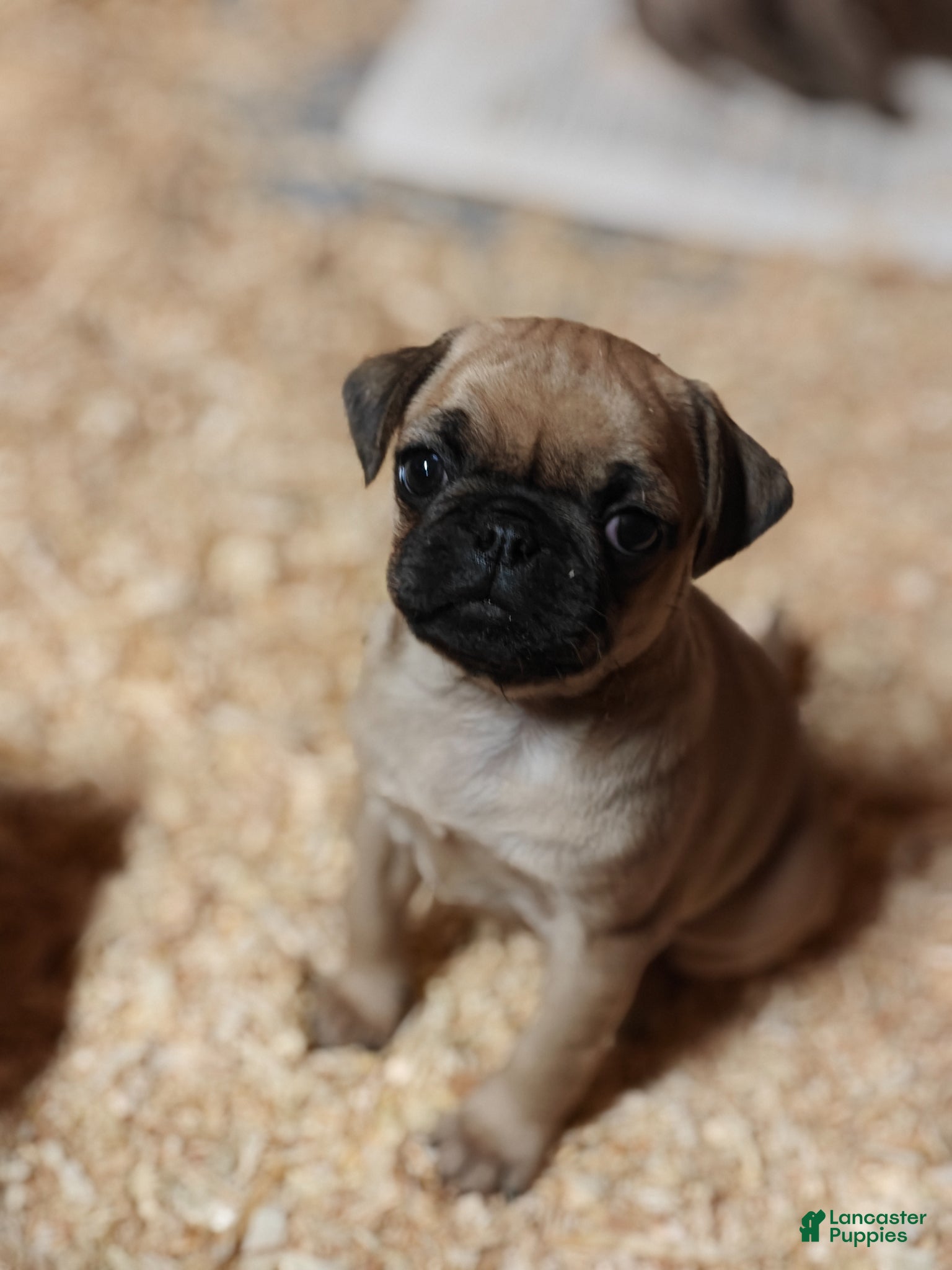 Pug dogs for sale: Tucker - Ad 1