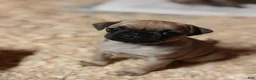 Pug dogs for sale: Tucker - Ad 1