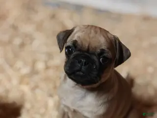 Pug dogs for sale: Tucker - Ad 1