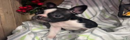 Boston Terrier dogs for sale: Bubba - Ad 5