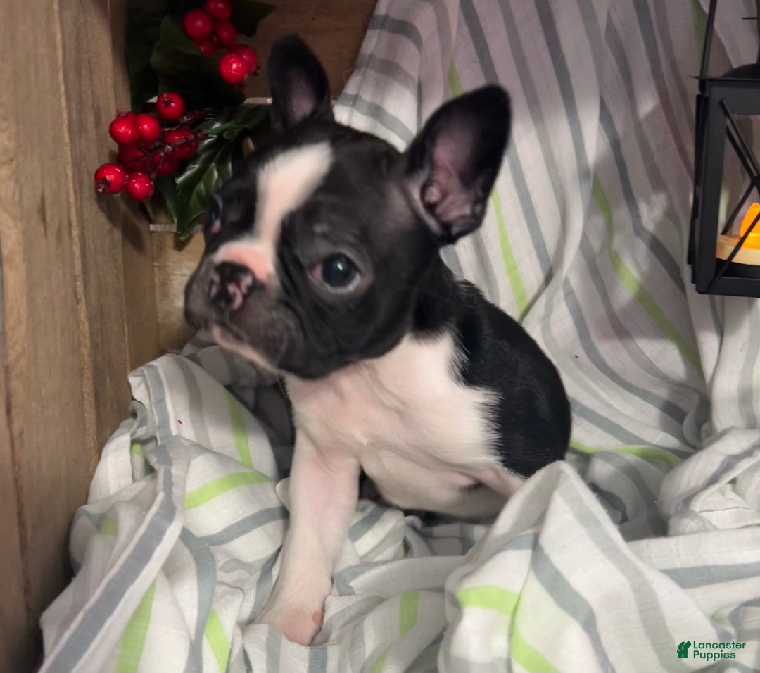 Boston Terrier dogs for sale: Bubba - Ad 5