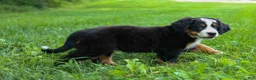 Bernese Mountain Dog dogs for sale: SOPHIE - Ad 4