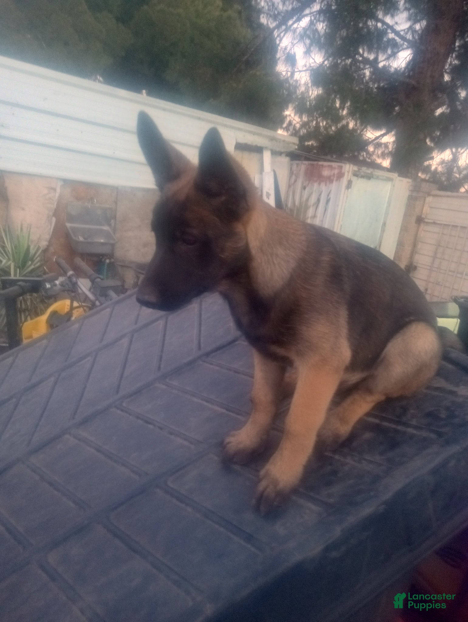 Belgian Malinois dogs Belgian Malinois Puppy 3 - Ad 3