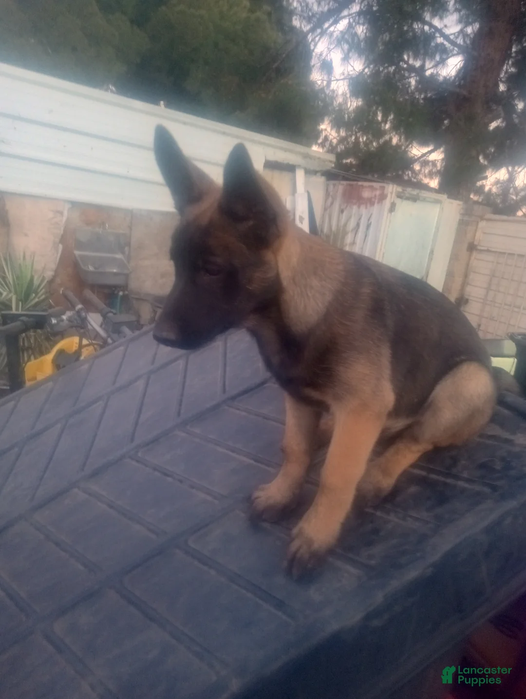 Belgian Malinois dogs for sale: Belgian Malinois Puppy 3 - Ad 1