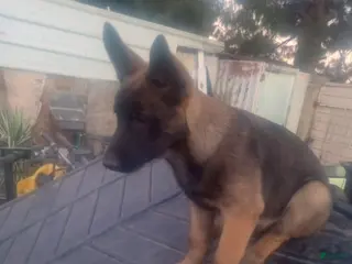 Belgian Malinois dogs for sale: Belgian Malinois Puppy 3 - Ad 4