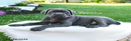 Cane Corso dogs for sale: Zara - Ad 2