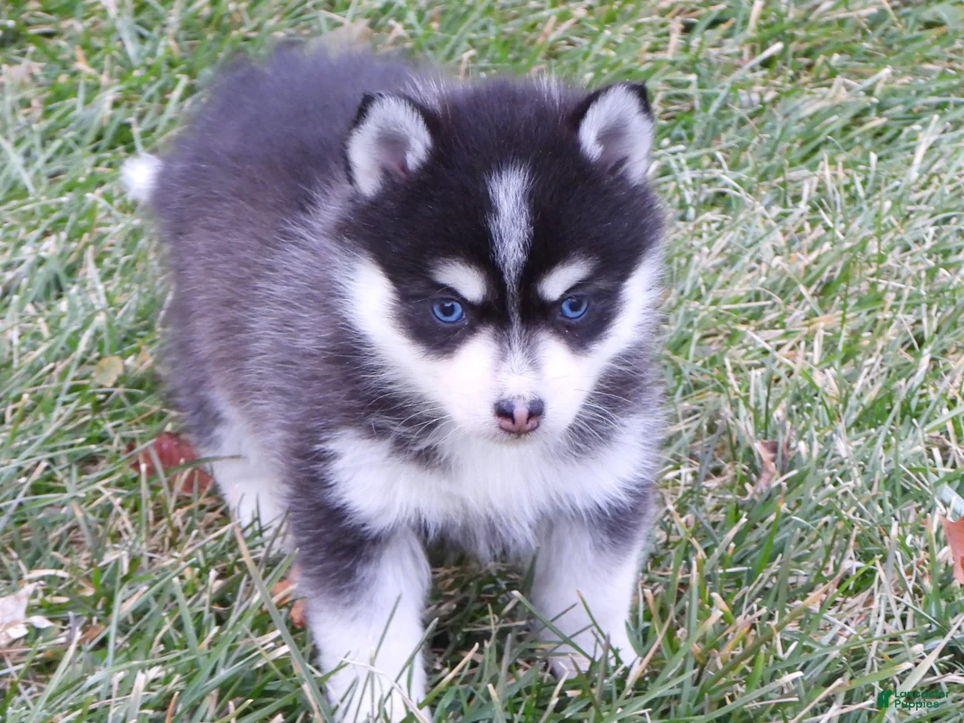 Pomsky dogs for sale: Melisa - Ad 3