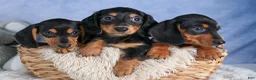 Miniature Dachshund dogs for sale: 🐾 MEET VANCE 🐶❤️ - Ad 15
