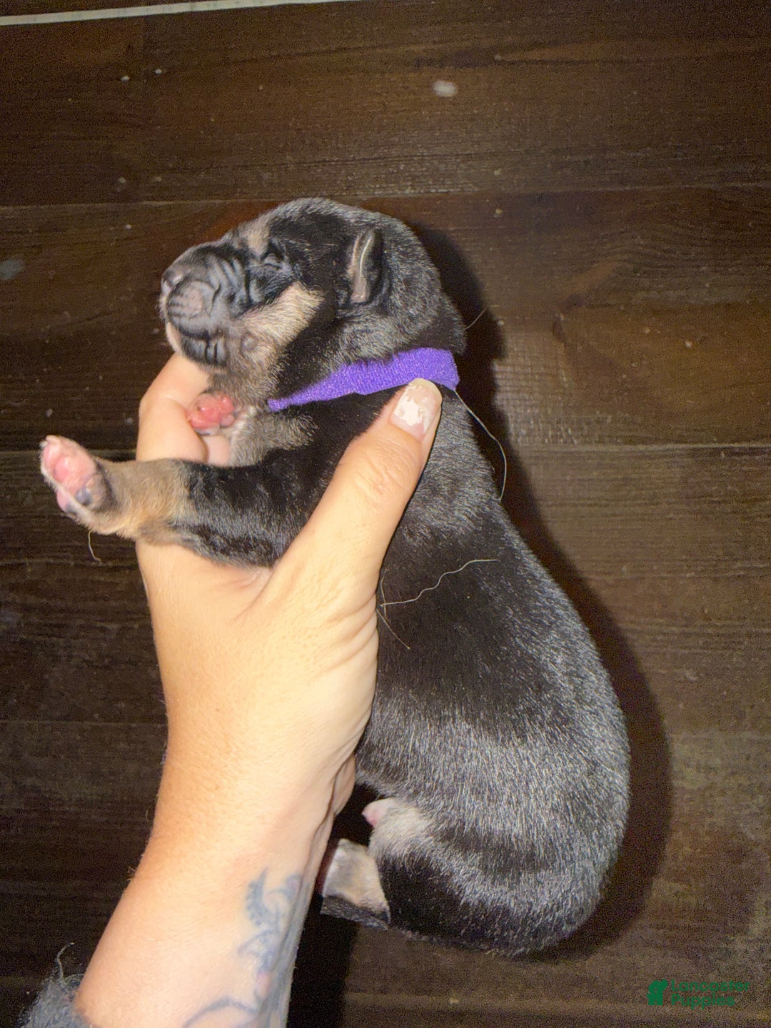 Gerberian Shepsky dogs for sale: Purple - Ad 3