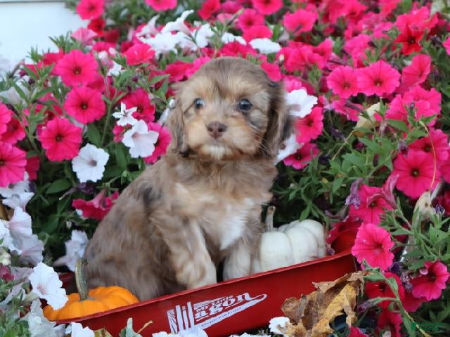 Cavapoo dogs Nevaeh - Ad 2