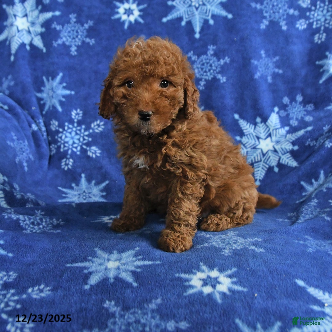 Mini Goldendoodle dogs for sale: Elaine - Ad 1