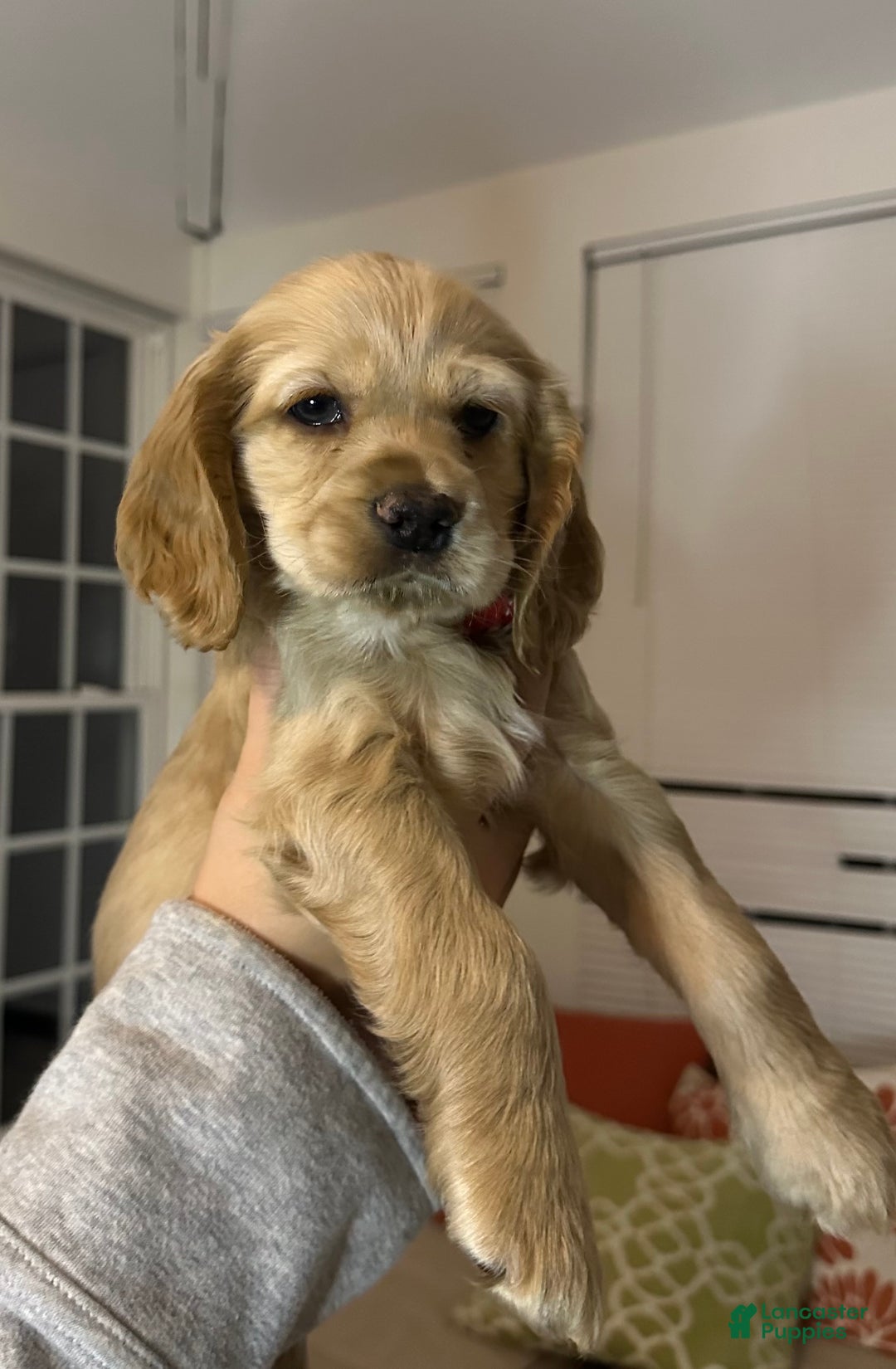 Cocker Spaniel dogs for sale: Cocker Spaniel Puppy 2 - Ad 2