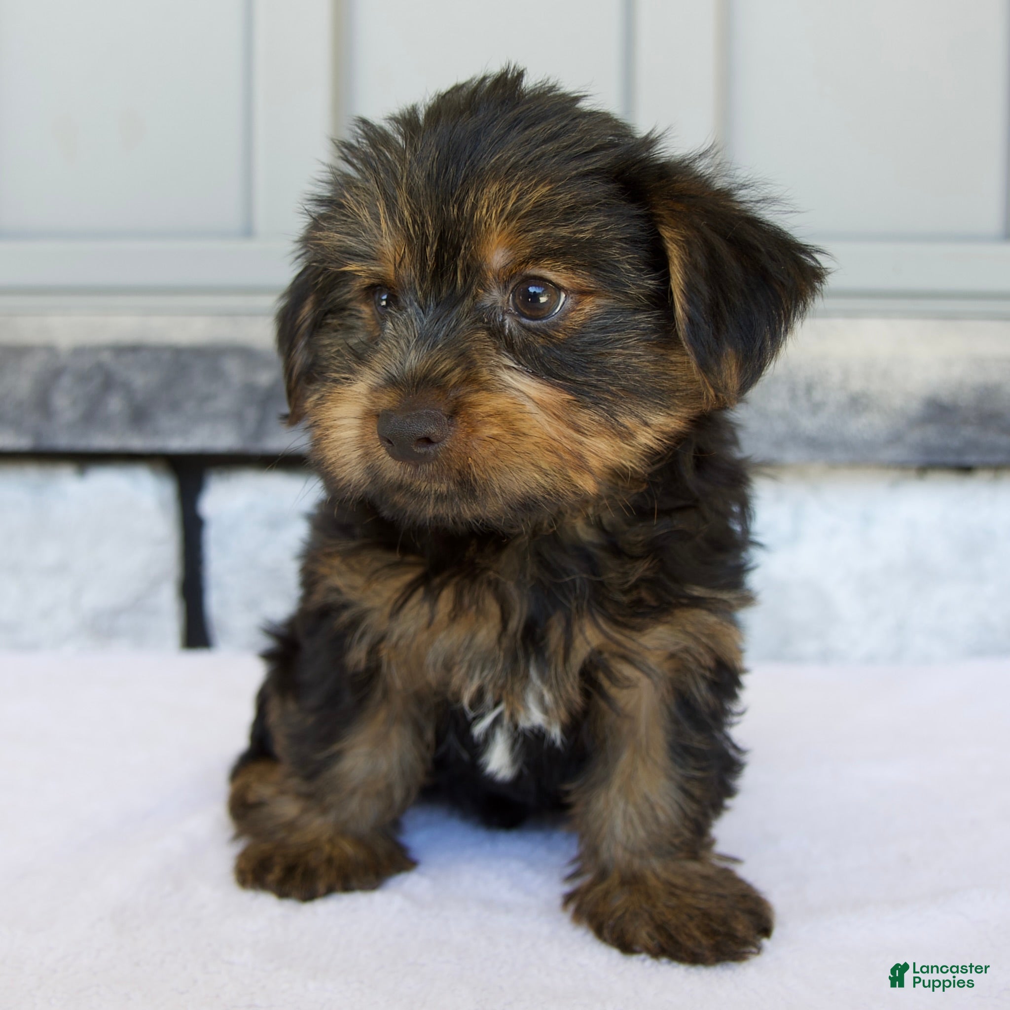 Yorkshire Terrier dogs Dakota - Ad 2