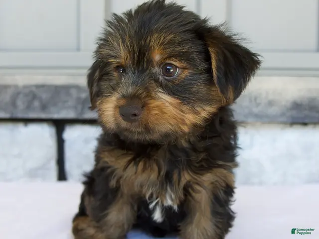 Yorkshire Terrier dogs for sale: Dakota - Ad 2