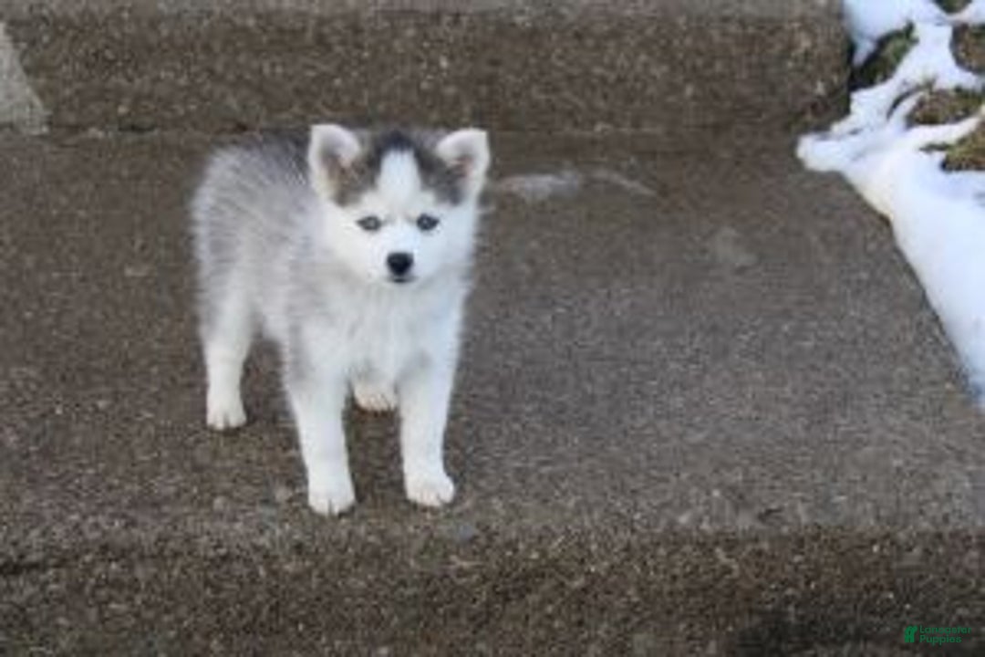 Pomsky dogs for sale: Lexi - Ad 2