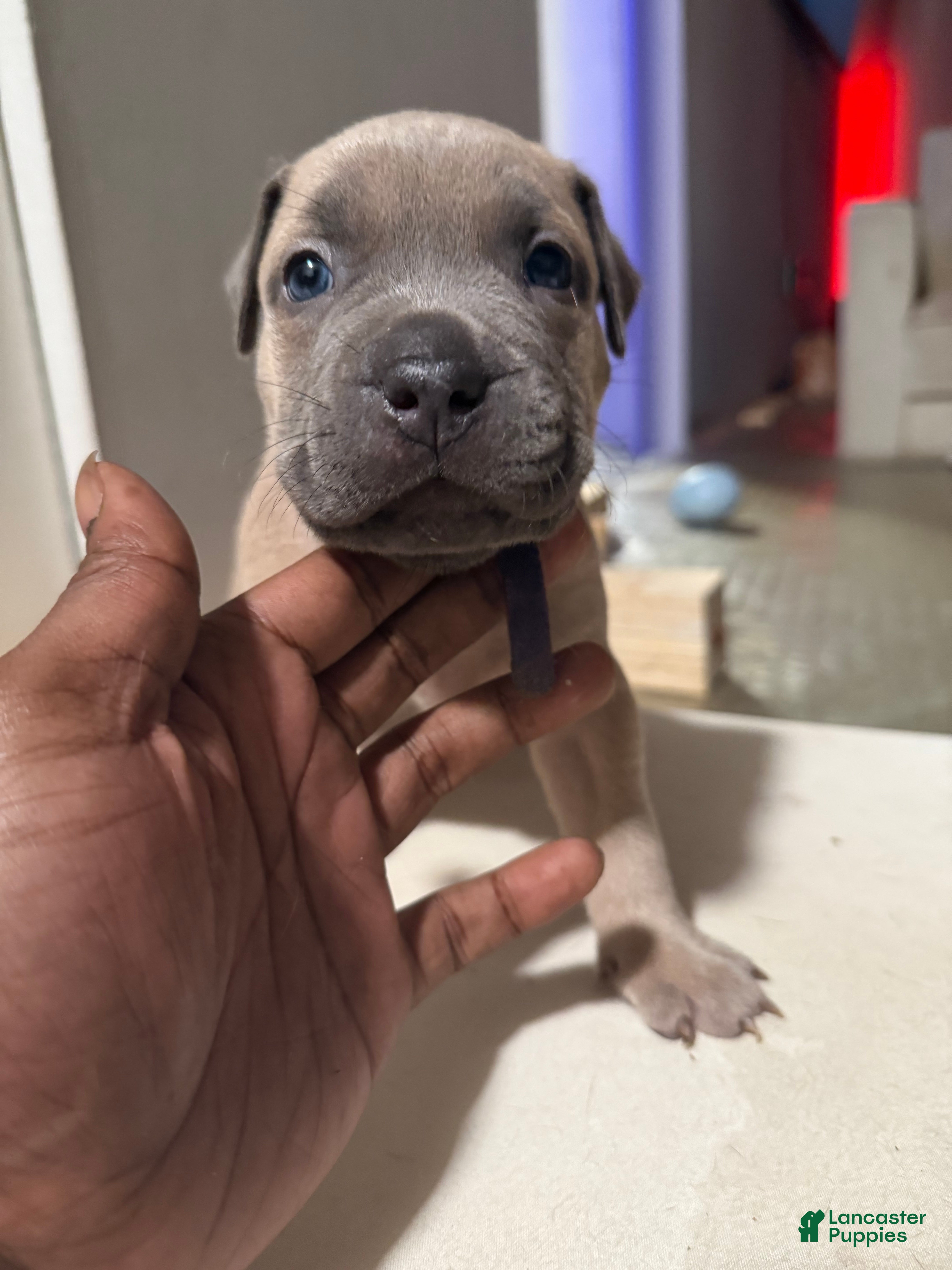 Mixed Breed dogs Lyla - Ad 8