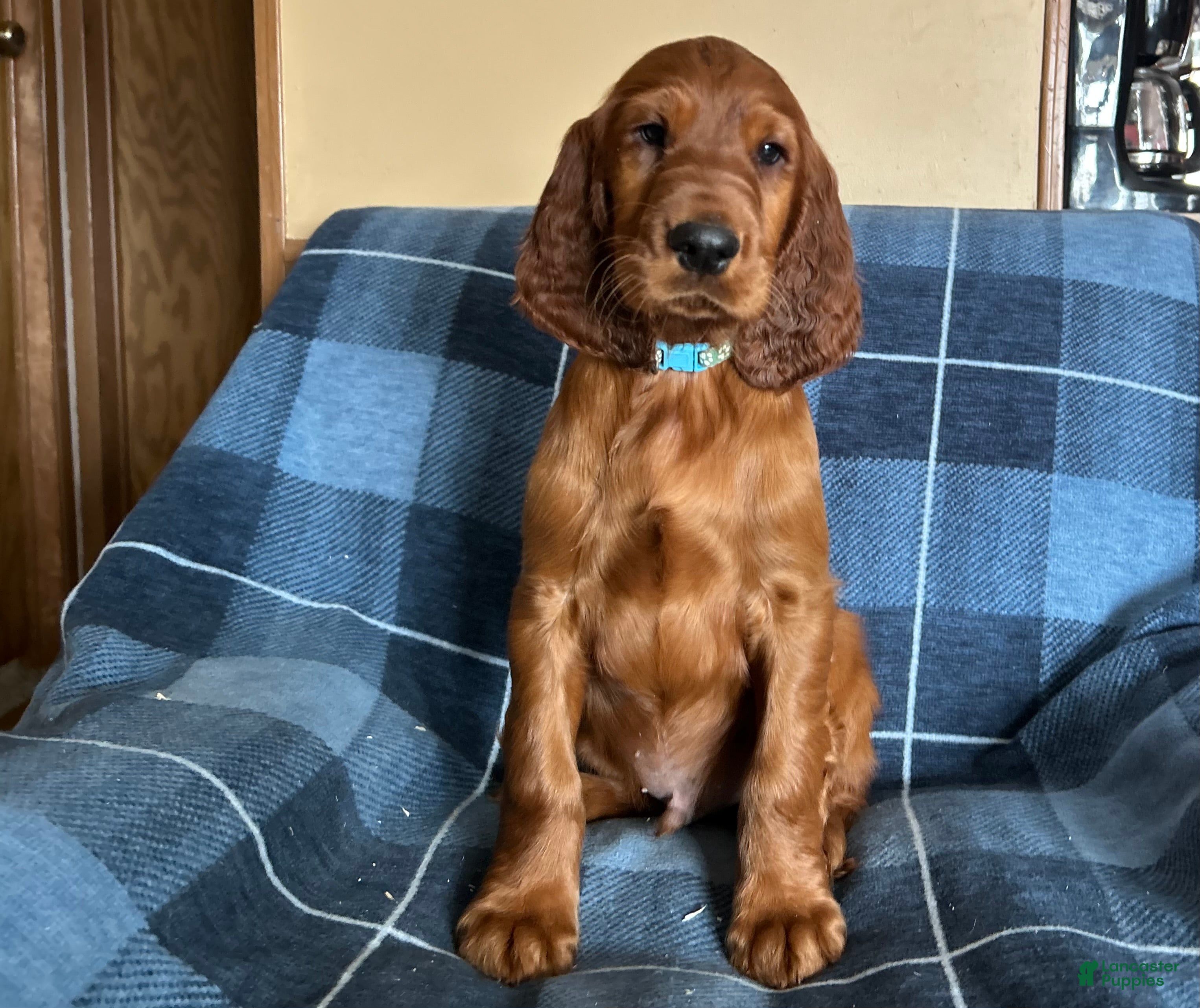 Irish Setter dogs Irish Setter male blue collar - Ad 19