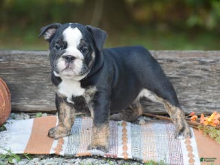 English Bulldog dogs Francesca - Ad 32