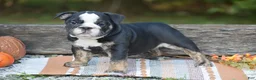 English Bulldog dogs for sale: Francesca - Ad 1