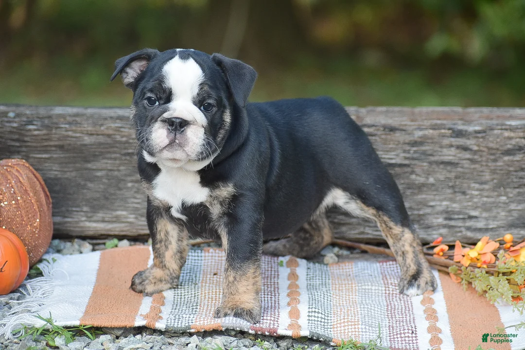 English Bulldog dogs for sale: Francesca - Ad 1