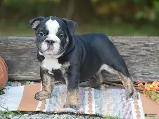 English Bulldog dogs Francesca - Ad 1