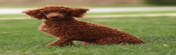 Toy Poodle dogs for sale: Ruby Belle - Ad 3