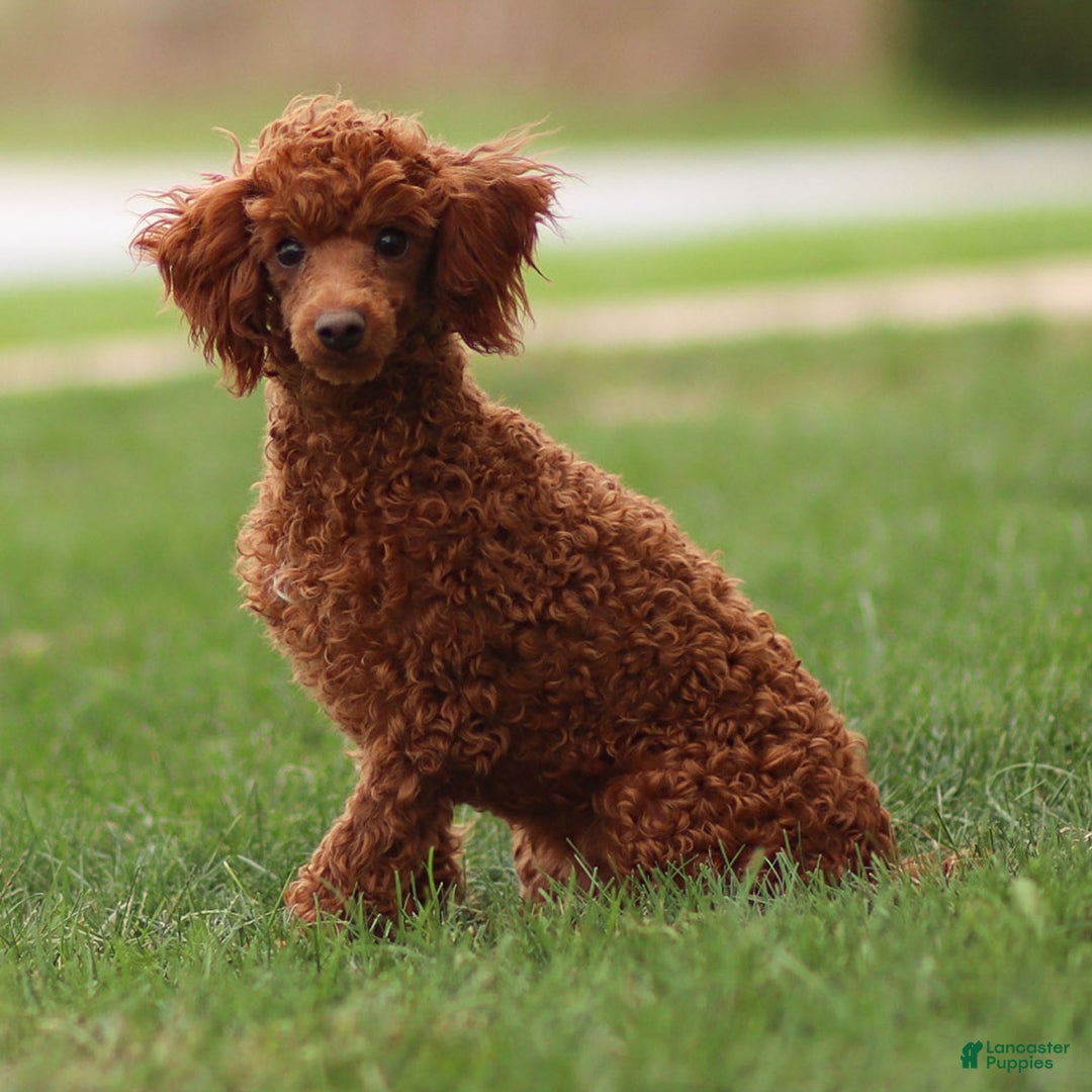 Toy Poodle dogs for sale: Ruby Belle - Ad 3
