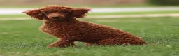 Toy Poodle dogs for sale: Ruby Belle - Ad 3