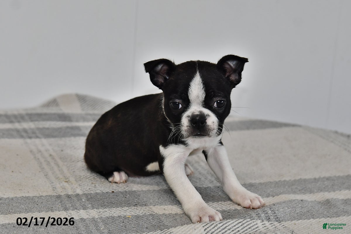 Boston Terrier dogs Olivia - Ad 2