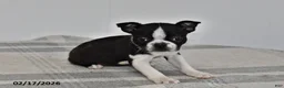 Boston Terrier dogs for sale: Olivia - Ad 2