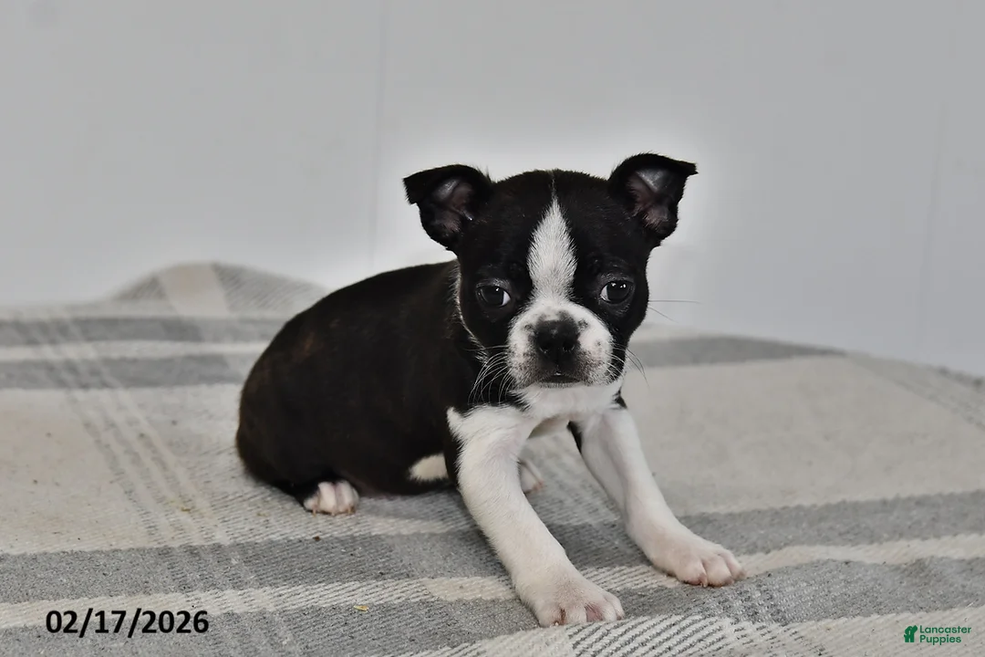 Boston Terrier dogs for sale: Olivia - Ad 2