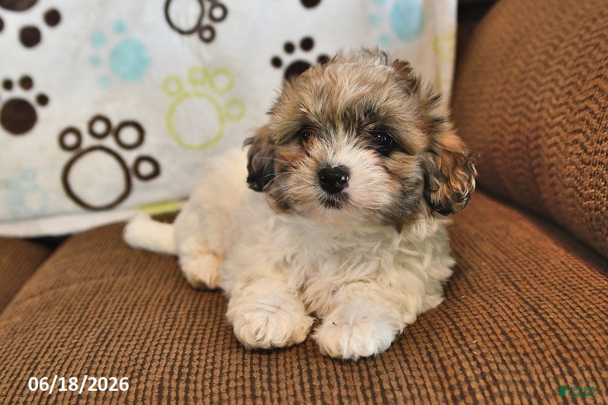 Shihpoo dogs Brooke - Ad 1
