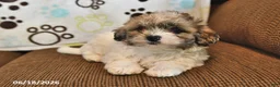 Shihpoo dogs for sale: Brooke - Ad 1