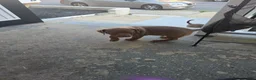 American Bully dogs for sale: American Bully 1 - Ad 2