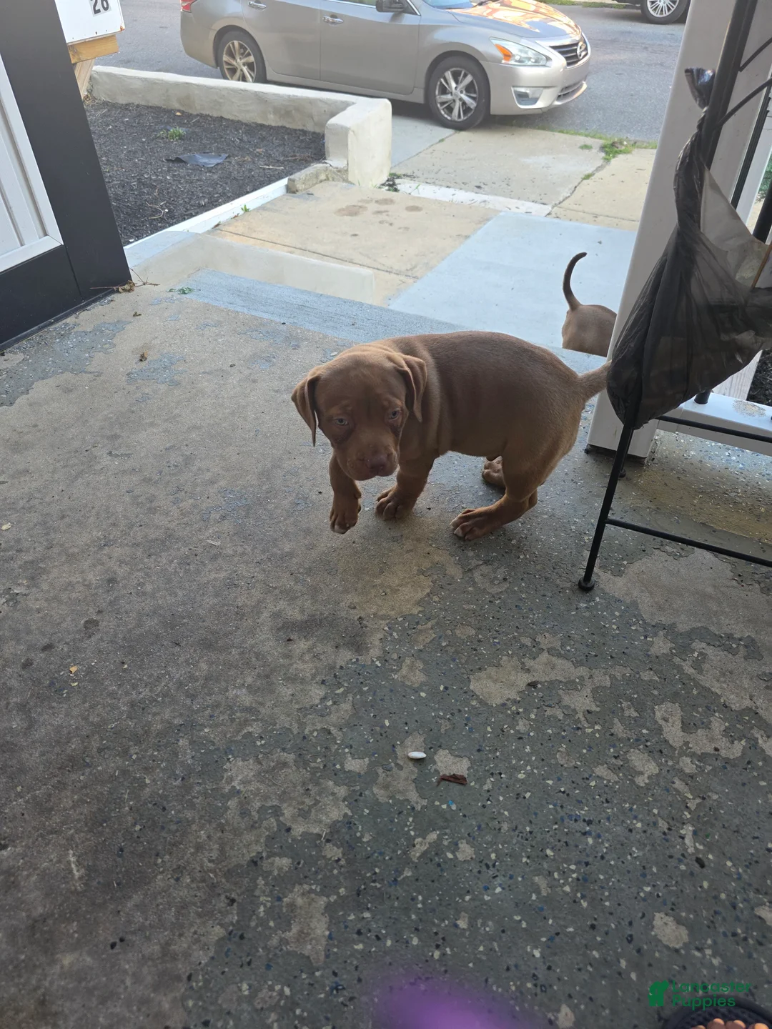 American Bully dogs for sale: American Bully 1 - Ad 2