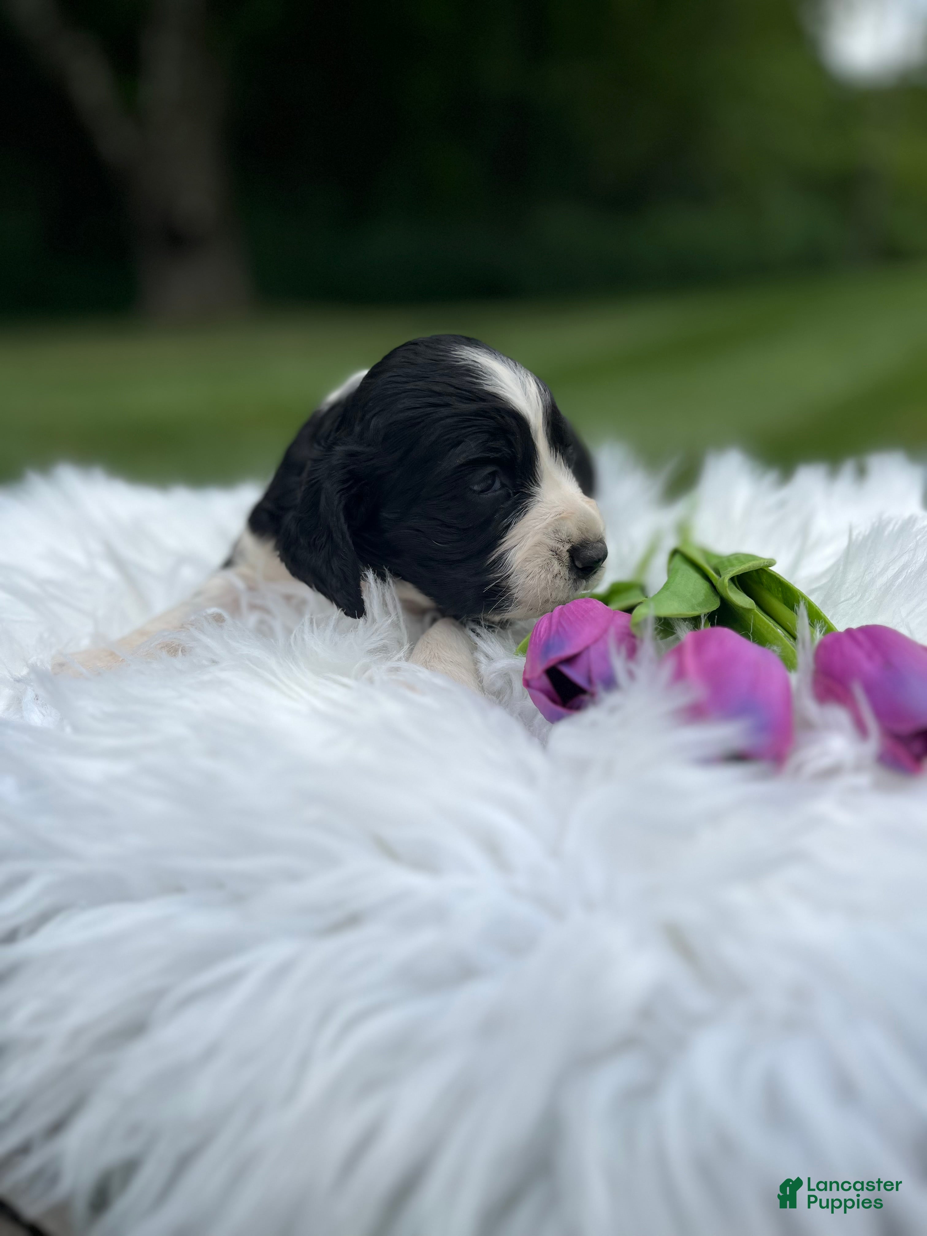 English Springer Spaniel dogs Duchess - Ad 2