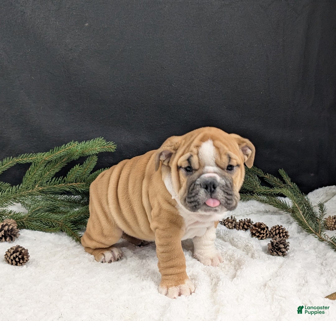 English Bulldog dogs for sale: Holly  - Ad 14