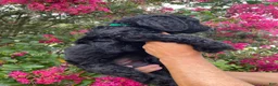 Goldendoodle dogs for sale: Toby - Ad 3