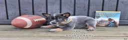 Australian Cattle Dog dogs for sale: Gaston - Ad 1