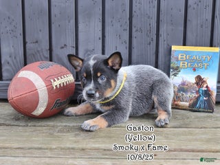 Australian Cattle Dog dogs Gaston - Ad 38